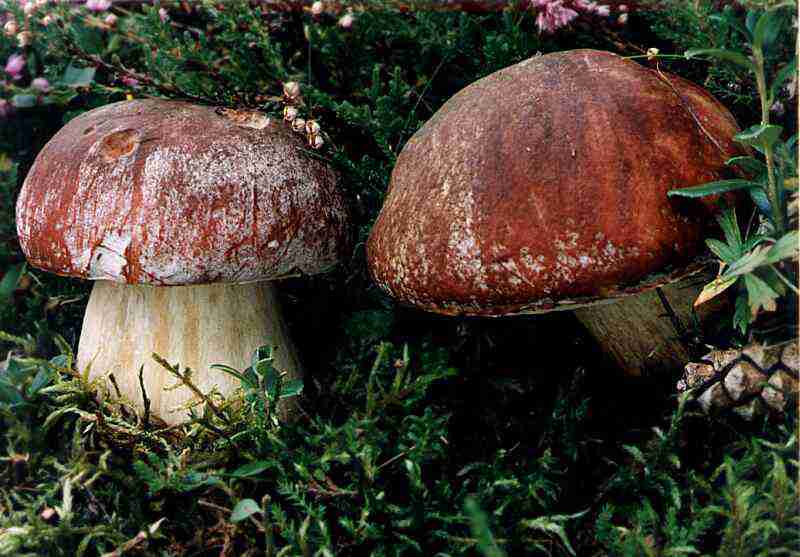  Image name: 141 Porcino.jpg 
 width: 800 pixel 
 height: 557 pixel 
 Size: 47279 bytes 
 Click to enlarge 